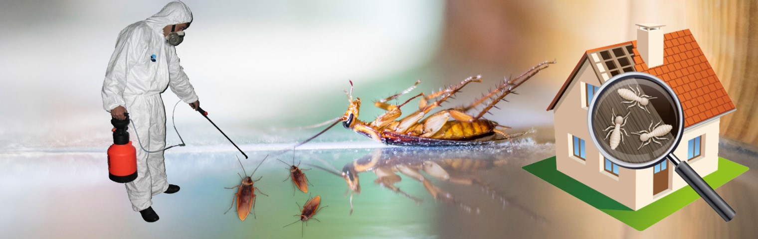 Pest control Service in  goa