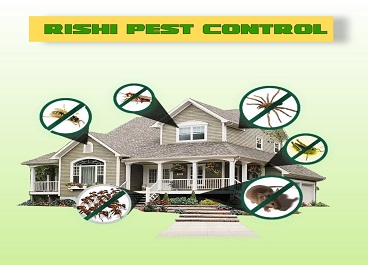 Pest control Service in goa