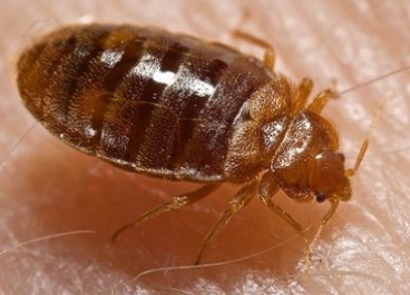 Pest control Service in goa