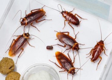 Pest control Service in goa