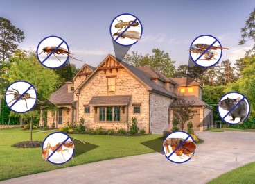 Pest control Service in Goa
