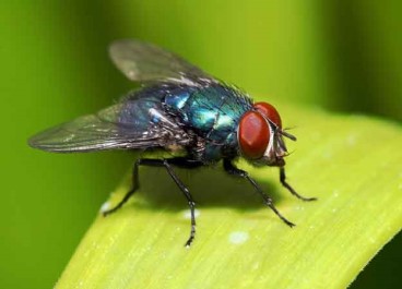 Pest control Service in goa
