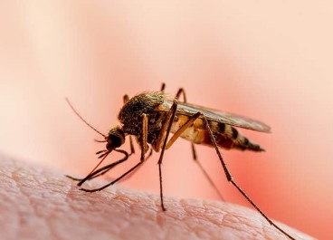 Pest control Service in goa