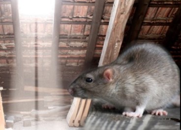 Pest control Service in goa