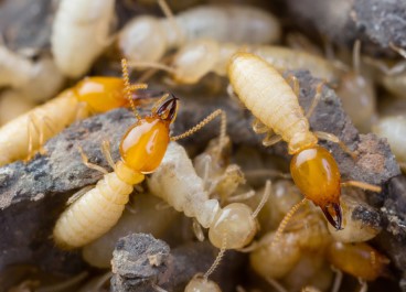 Pest control Service in goa